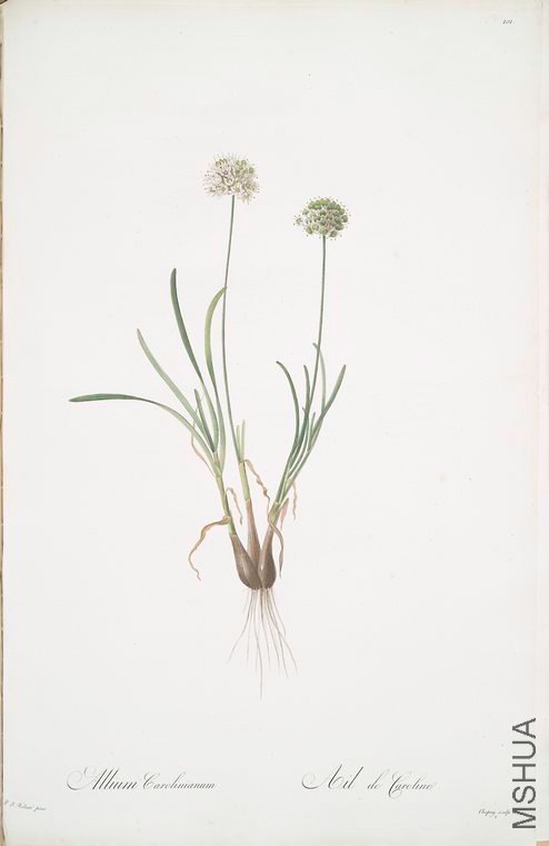 104 Allium carolinianum.jpg