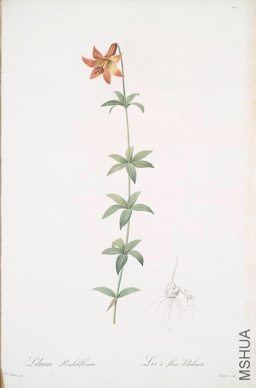 108 Lilium penduliflorum.jpg