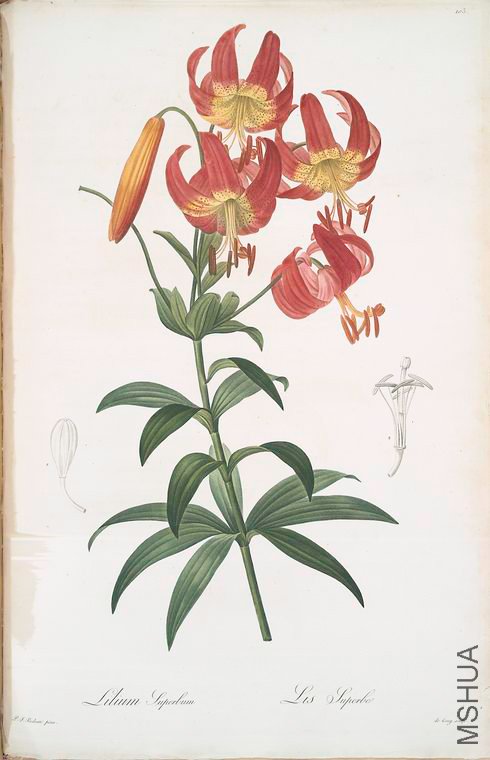 106 Lilium superbum.jpg