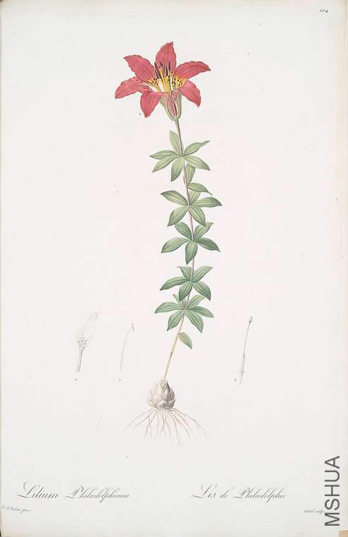 107 Lilium philadelphicum.jpg