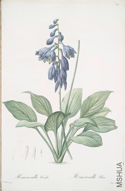 109 Hemerocallis Caerulea.jpg