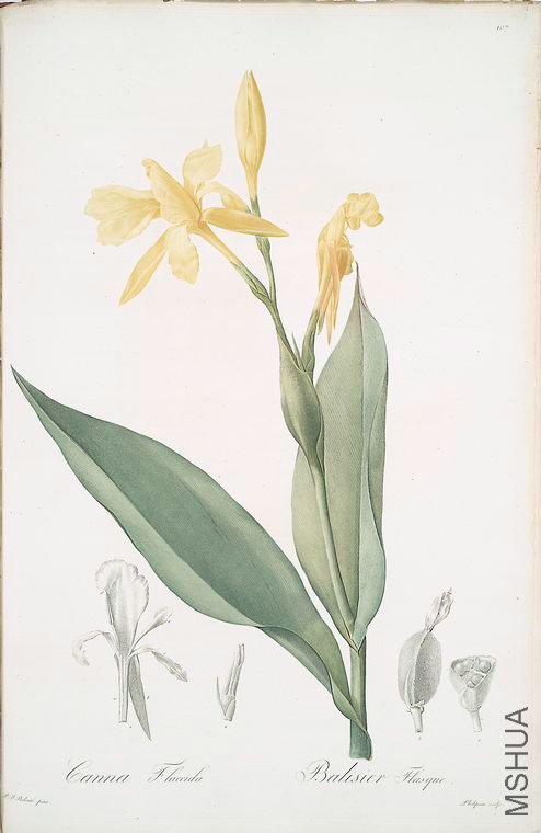 110 Canna flaccida.jpg