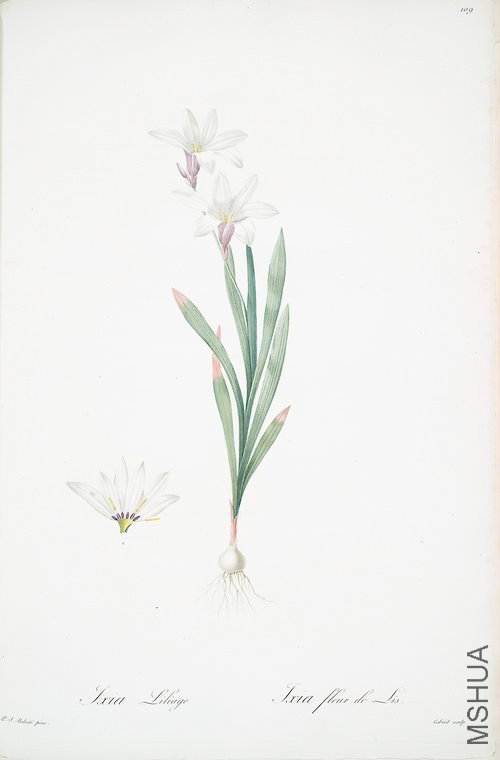 112 Ixia Liliago.jpg