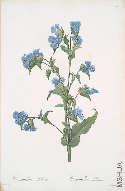 111 Commelina tuberosa.jpg