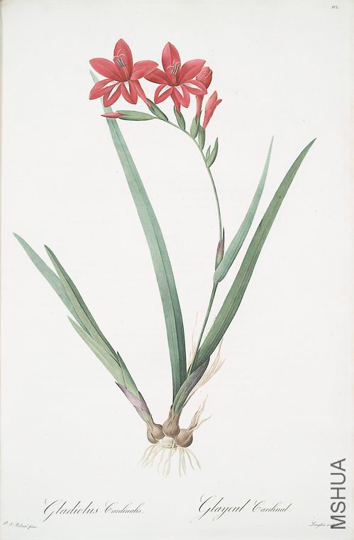 115 Gladiolus cardinalis.jpg