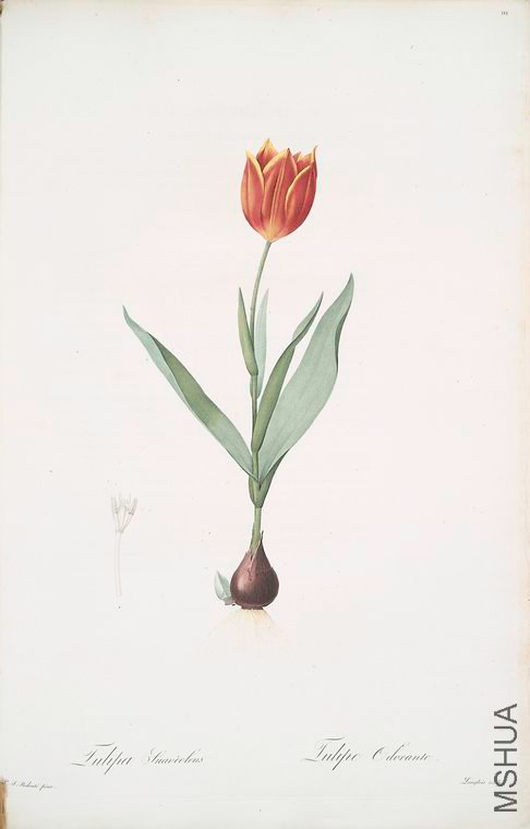 114 Tulipa suaveolens.jpg