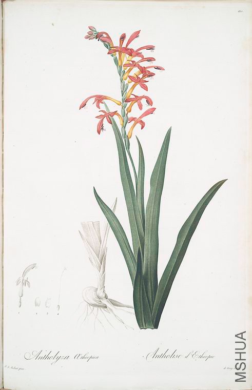 113 Antholyza aethiopica.jpg