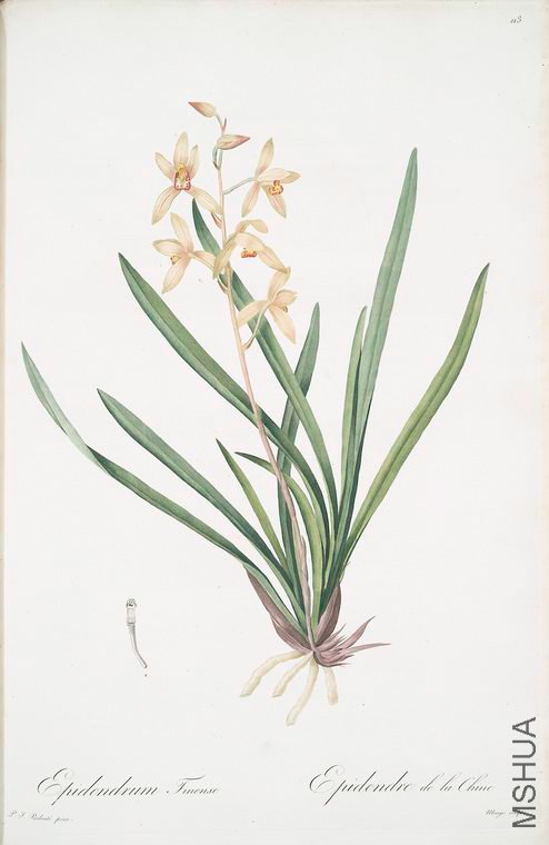 116 Epidendrum sinense.jpg