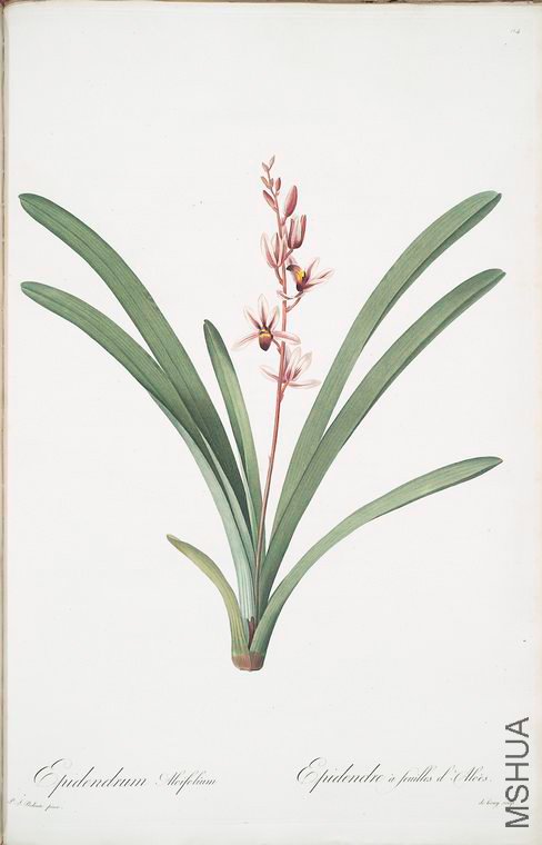 117 Cymbidium aloifolium.jpg