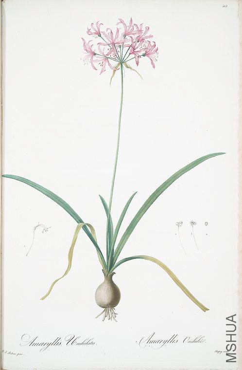 118 Amaryllis undulata.jpg