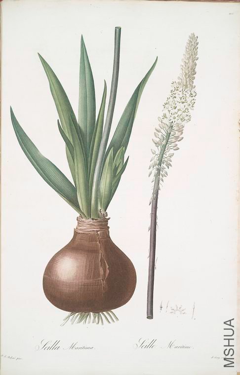 119 Scilla maritima.jpg