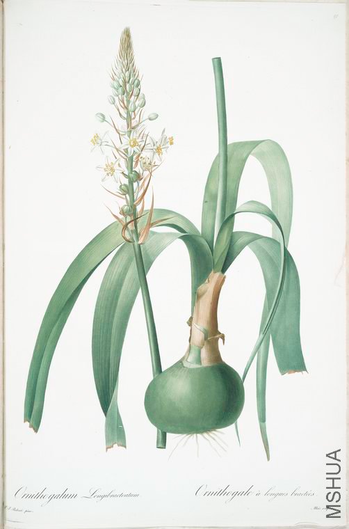 123 Ornithogalum longibracteatum.jpg
