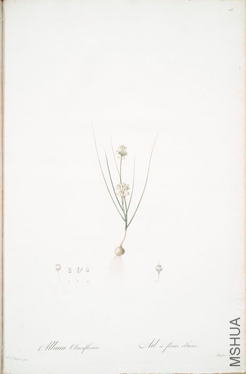 121 Allium obtusiflorum.jpg