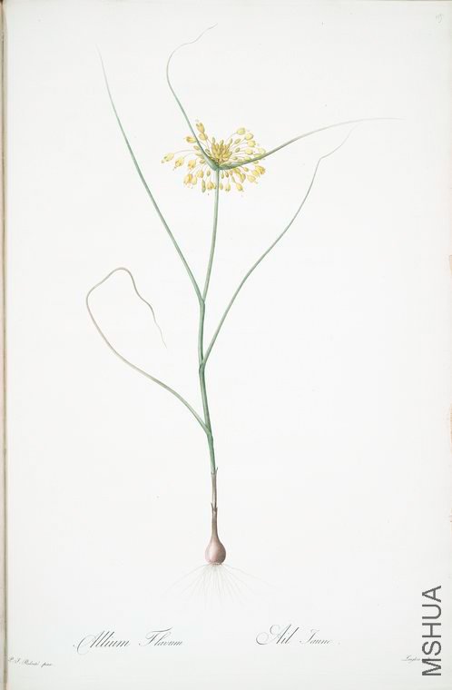 122 Allium flavum.jpg