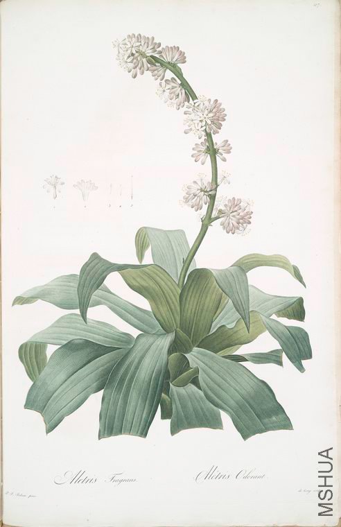 120 Aletris fragrans.jpg