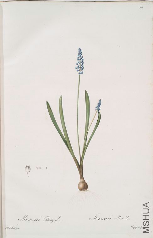 371 Muscari botryoides.jpg
