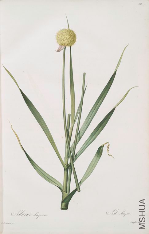 370 Allium obliquum.jpg