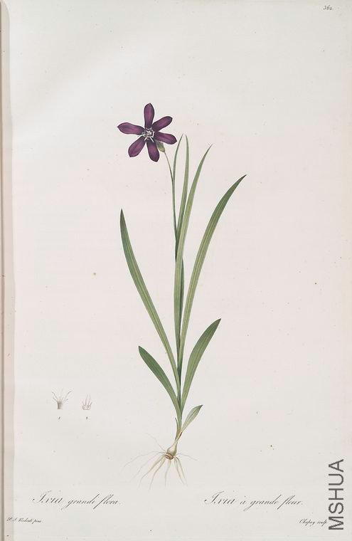 369 Ixia grandiflora.jpg