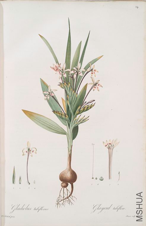372 Gladiolus tubiflorus.jpg