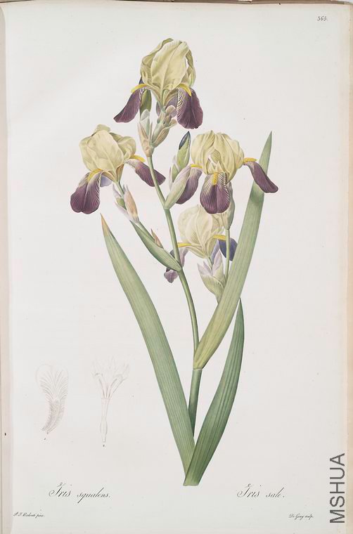 373 Iris squalens.jpg