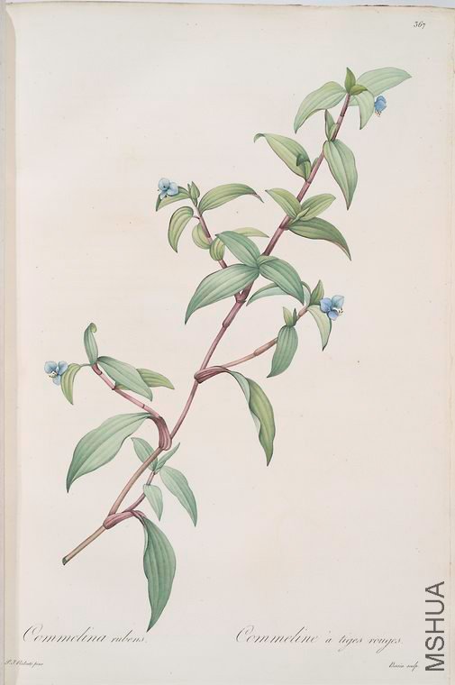 375 Commelina rubens.jpg