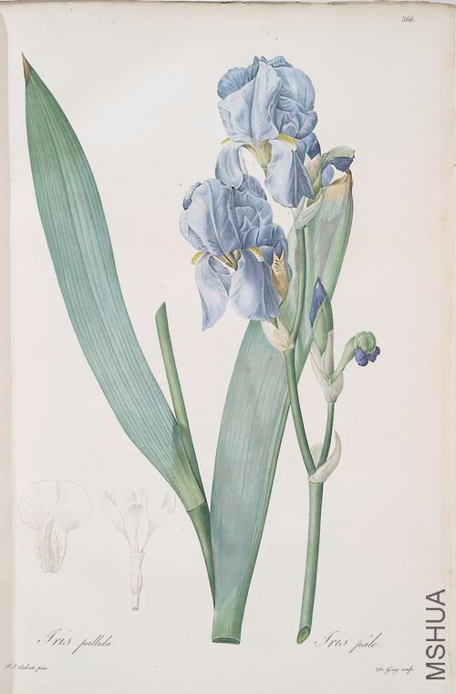 374 Iris pallida.jpg