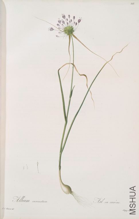 376 Allium carinatum.jpg