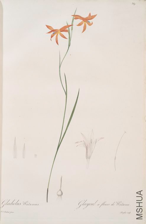 377 Gladiolus Watsonius.jpg