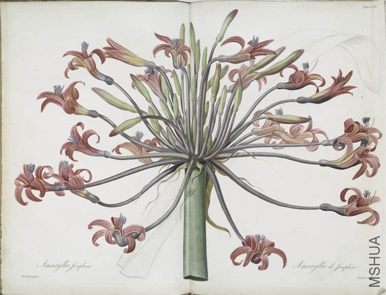 378 Amaryllis Josephine.jpg