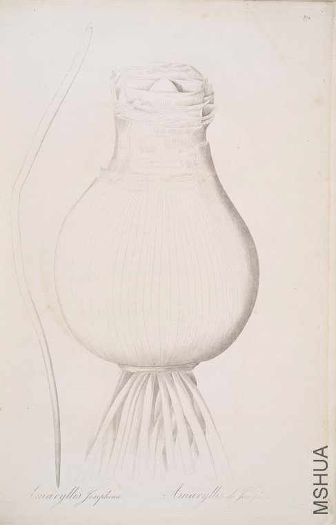 379 Amaryllis Josephine.jpg