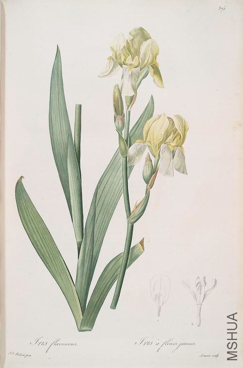 382 Iris flavescens.jpg