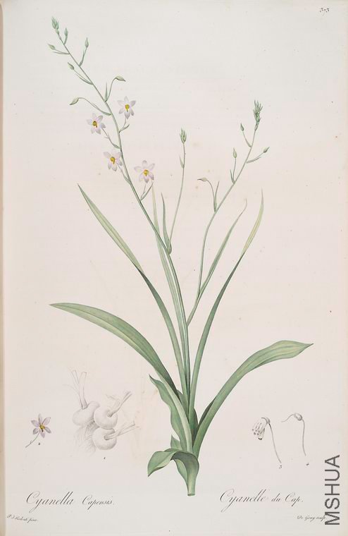 380 Cyanella capensis.jpg