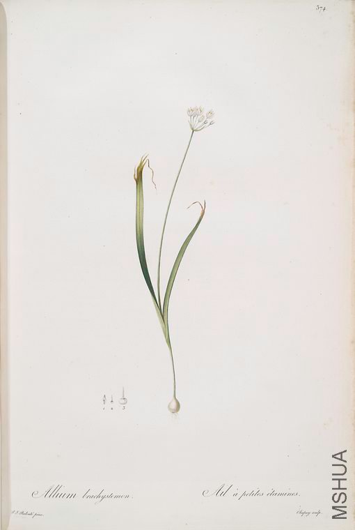 381 Allium brachystemon.jpg