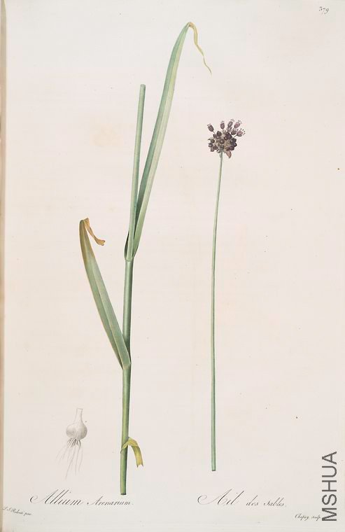 386 Allium arenarium.jpg