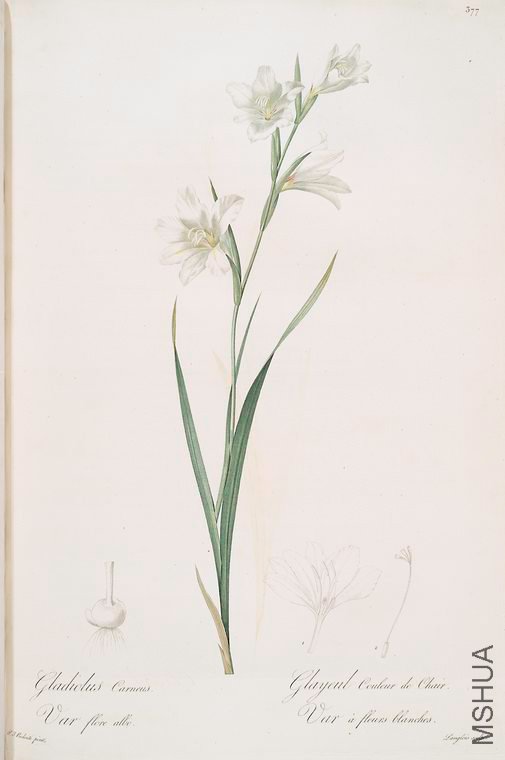 384 Gladiolus carneus.jpg