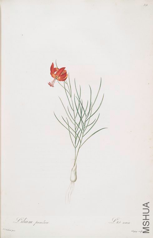 385 Lilium pumilum.jpg