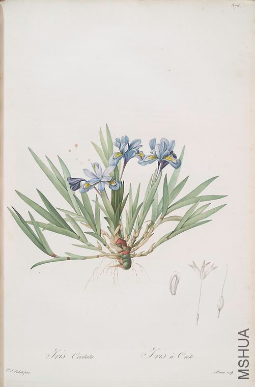 383 Iris cristata.jpg
