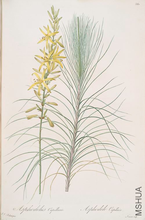 387 Asphodelus capillaris.jpg