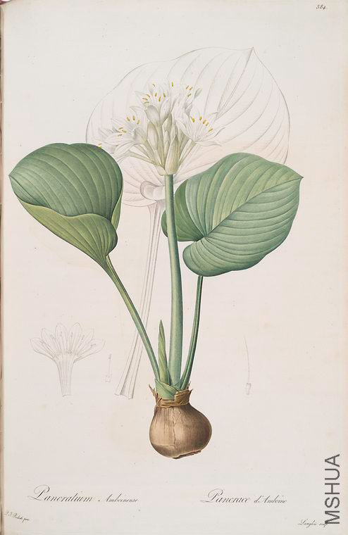 391 Pancratium amboinense.jpg
