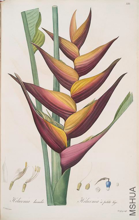 390 Heliconia humilis.jpg