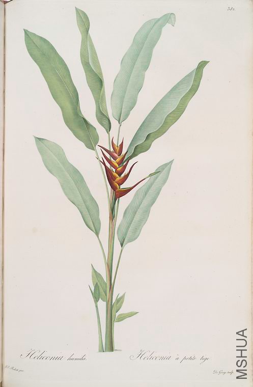389 Heliconia humilis.jpg