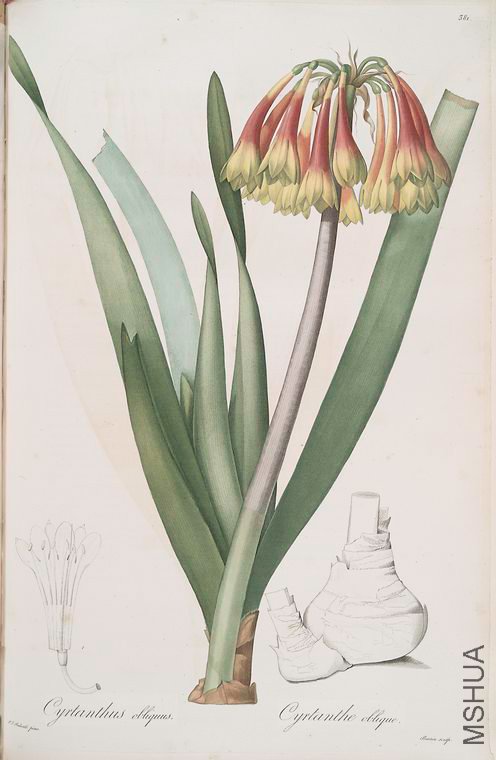 388 Cyrtanthus obliquus.jpg