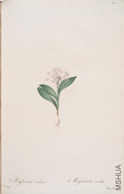 393 Massonia violacea.jpg