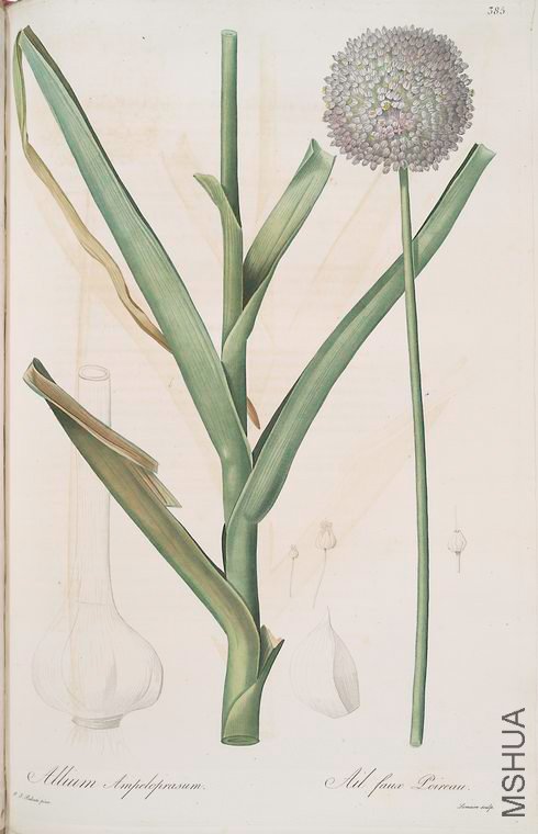 392 Allium ampeloprasum.jpg
