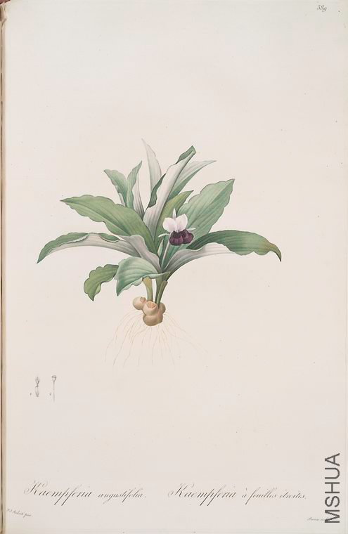 396 Kaempferia angustifolia.jpg
