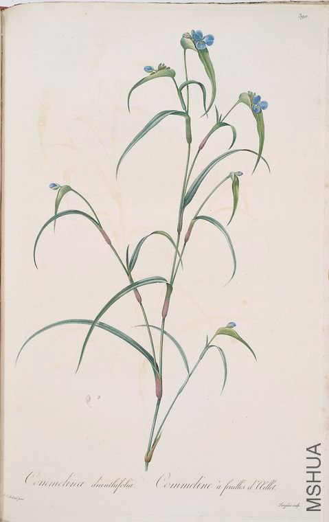 397 Commelina dianthifolia.jpg
