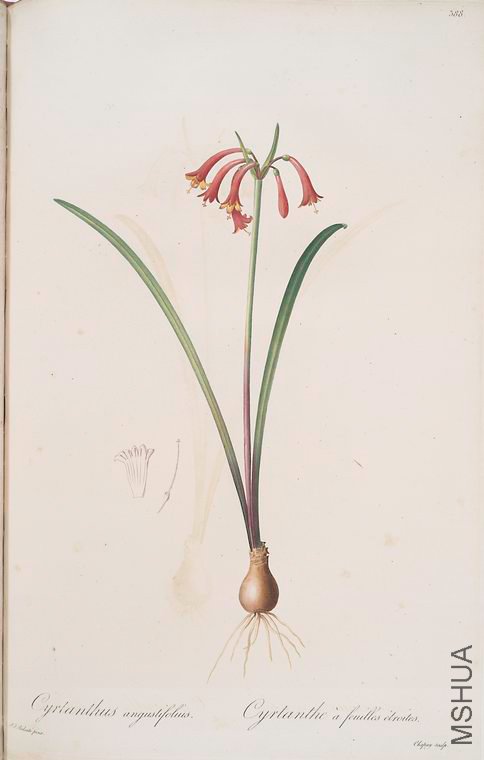 395 Cyrtanthus angustifolius.jpg