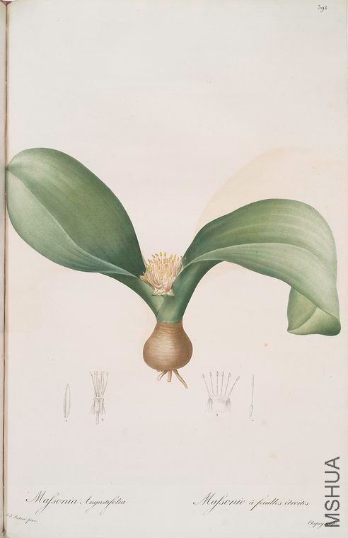 399 Massonia angusti-folia.jpg