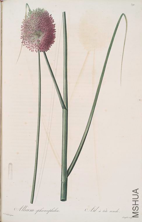 398 Allium sphaerocephalon.jpg