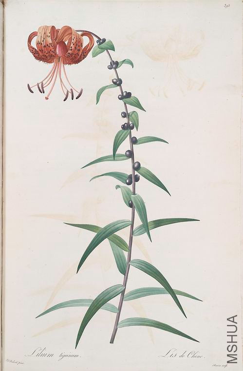 402 Lilium tigrinum .jpg